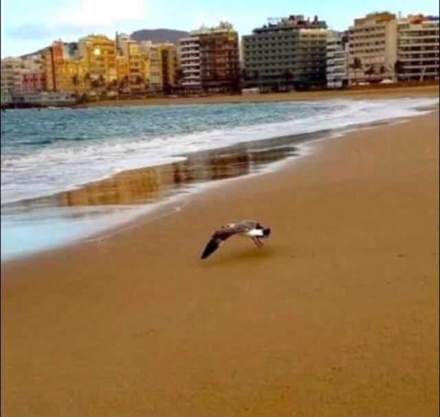 Zen Garden Διαμέρισμα Λας Πάλμας ντε Γκραν Κανάρια Εξωτερικό φωτογραφία